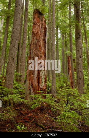 Antica Western hemlock, Tsuga heterophylla e cedro rosso dell'Ovest, Thuja plicata foresta sulle pendici del Monte Rainier, Washington. Foto Stock