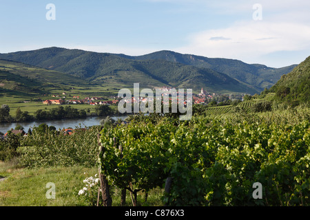 Austria Bassa Austria Wachau, Weissenkirchen, vista del villaggio con il fiume Danubio e la vigna in primo piano Foto Stock