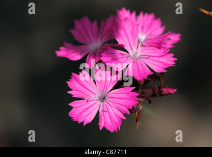 Austria Wachau, ravvicinata di una rosa di Certosini Foto Stock