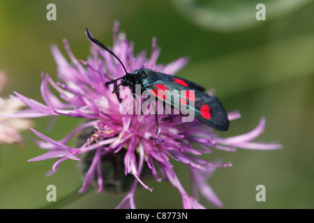 Austria Wachau, chiudere fino a cinque-spot burnett sul fiore Foto Stock