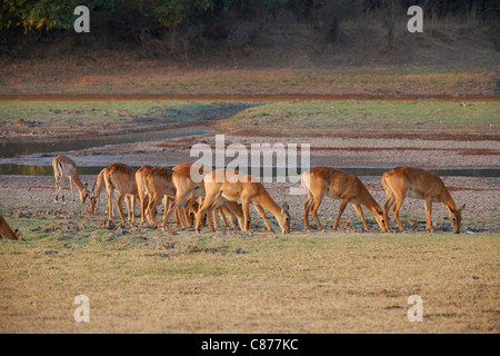 Pukus femmina, Kobus vardonii, South Luangwa National Park, Zambia, Africa Foto Stock