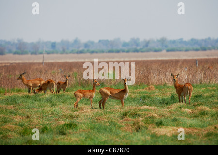 Pukus femmina, Kobus vardonii, South Luangwa National Park, Zambia, Africa Foto Stock