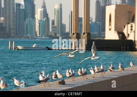 Gabbiani corniche museo islamico arte doha skyline della città in Qatar Foto Stock