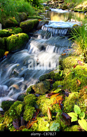 Little Creek in una foresta. Bochum, Germania. Foto Stock