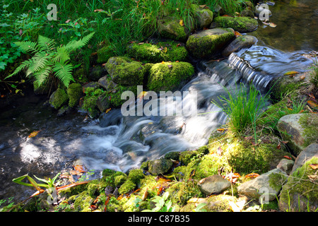 Little Creek in una foresta. Bochum, Germania. Foto Stock