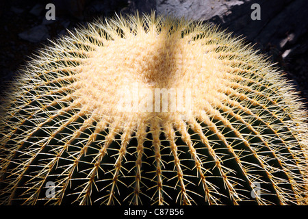 Golden Barrel Cactus, (Echinocactus grusonii ) nativo del Messico centrale. Foto Stock