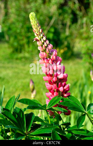 Lupino (Lupinus polyphyllus) in fiore. Foto Stock