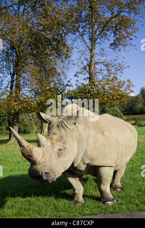 Rinoceronte bianco a Longleat Safari Park WILTSHIRE REGNO UNITO Foto Stock