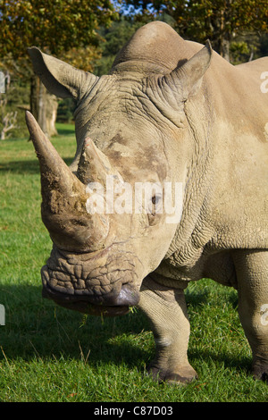 Rinoceronte bianco a Longleat Safari Park WILTSHIRE REGNO UNITO Foto Stock