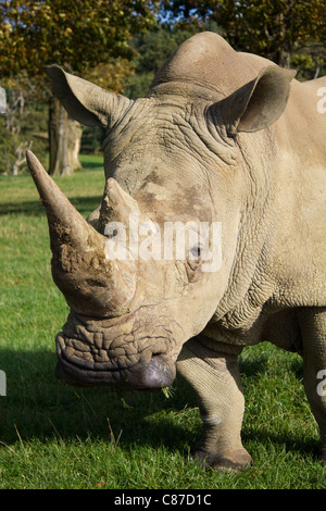 Rinoceronte bianco a Longleat Safari Park WILTSHIRE REGNO UNITO Foto Stock