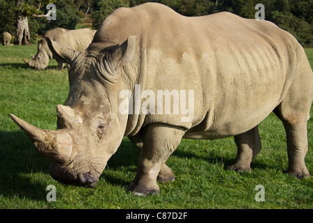 Rinoceronte bianco a Longleat Safari Park WILTSHIRE REGNO UNITO Foto Stock