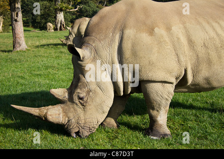 Rinoceronte bianco a Longleat Safari Park WILTSHIRE REGNO UNITO Foto Stock