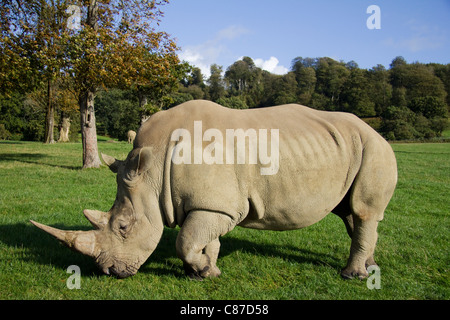 Rinoceronte bianco a Longleat Safari Park WILTSHIRE REGNO UNITO Foto Stock