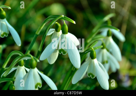 Snowdrops (Galanthus nivalis) in fiore in un giardino. Foto Stock