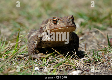 Un rospo comune nella nuova foresta Hampshire Inghilterra Foto Stock