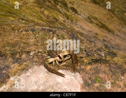 Ritratto orizzontale di bianco europeo artigliato il gambero di fiume, Austropotamobius pallipes. Foto Stock