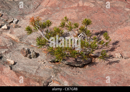 Nana Whitebark Pine, (passo di pino, Scrub, pino Creeping pino), Pinus albicaulis su roccia, Klamath-Siskiyou montagne, Foto Stock