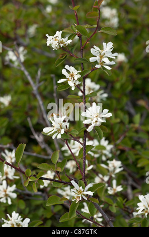 Utah serviceberry, Amelanchier utahensis in fiore, Klamath montagne, California. Foto Stock