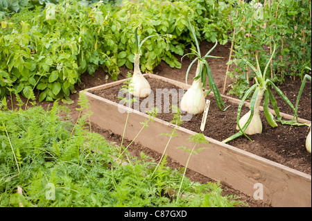 Onion 'Kelsae riselezionata' crescendo in un letto rialzato Foto Stock