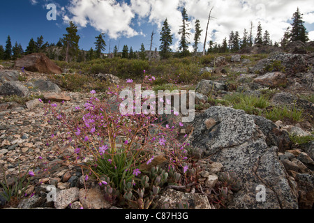 Quill lewisia foglia, quill-lasciava lewisia, Lewisia leana al castello di lago, la California del nord Foto Stock
