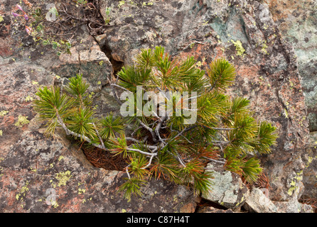 Nana Whitebark Pine, pino pece, Scrub Pino, pino strisciante, Pinus albicaulis su roccia, Klamath-Siskiyou montagne, California Foto Stock