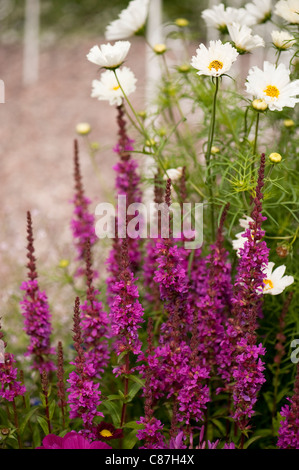 Lythrum salicaria "Robin' e cosmo "Cavaliere" in fiore Foto Stock