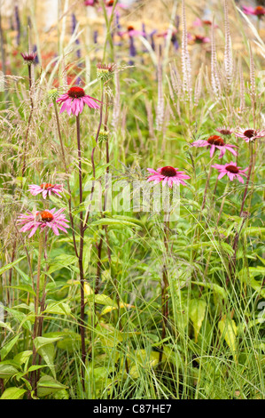 Echinacea purpurea 'Rubinstern' con Stipa pseudoichu e Veronicastrum virginicum f. roseum 'rosa' incandescenza in background Foto Stock