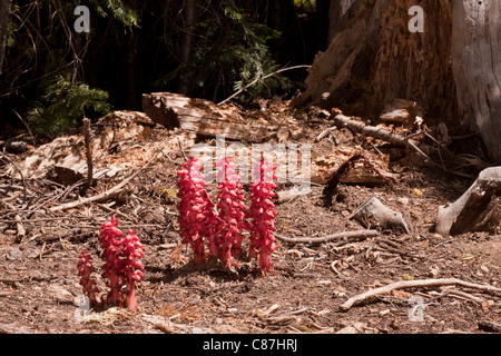 Impianto di neve, o la neve fiore, Sarcodes sanguinea; sui parassiti funghi nei boschi di conifere, Sierra Nevada, in California, Stati Uniti d'America Foto Stock