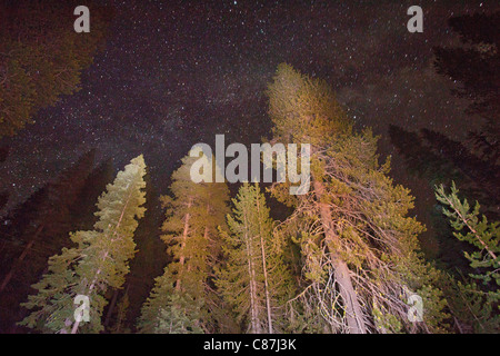 Boschi misti di conifere foresta a 6500 ft in Sierra Nevada, principalmente Lodgepole pino, la California di notte che mostra le stelle. Foto Stock