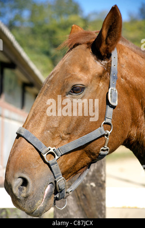 I cavalli di testa, viso, cavallo, cavallo, equine, equestre, immagine, foto, immagine di licou, castagno, closeup, close-up, domestici Foto Stock