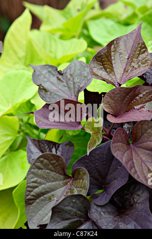 Ipomea 'Marguerite' con chioma dorata e Ipomea 'tonalità nera' - ornamento Patate dolci vigneti Foto Stock