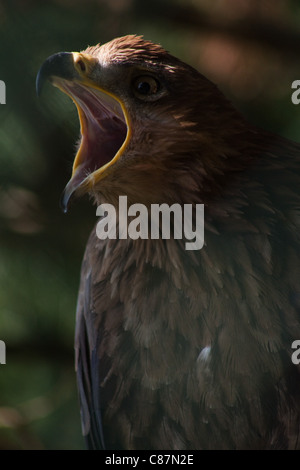 Il Tawny Eagle (Aquila rapax) è un grande rapace. Essa appartiene alla famiglia Accipitridae. Foto Stock