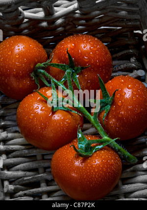 Pomodori a grappolo pioggia lavate appena raccolte organiche lavate i pomodori nella vite con cesto in vimini Foto Stock