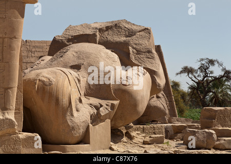 Close up dei caduti colosso di Ramesse II al Ramesseum, Tempio mortuario di Ramesse II, Luxor, Egitto Foto Stock