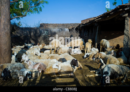 Home farm con gli ovini e i caprini in Narlai village nel Rajasthan, India settentrionale Foto Stock