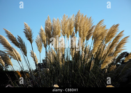 Cortaderia selloana 'Sunningdale argento degli azionisti nel mese di settembre Foto Stock