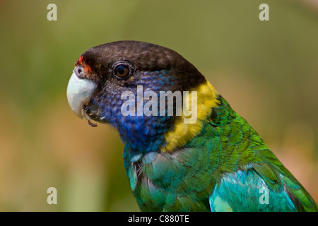 Australian Port Lincoln parrot (Ringneck) testa e spalle closeup Foto Stock