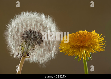Comune di tarassaco, Taraxacum officinale - Fiori e semi-testa. Foto Stock