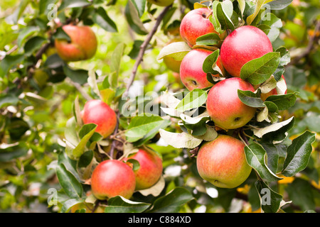 Dettaglio di apple ramo di albero in un frutteto. Foto Stock
