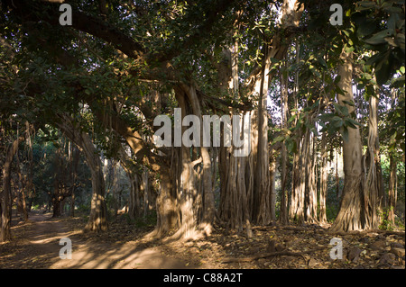 Antica Banyan alberi in Ranthambhore National Park, Rajasthan, India settentrionale Foto Stock