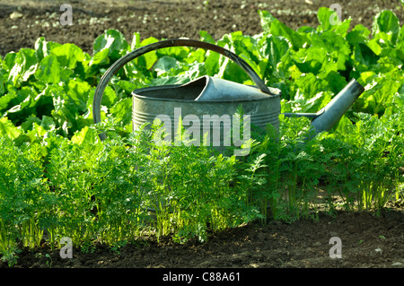 Annaffiatoio, carote crescono nel giardino. Foto Stock