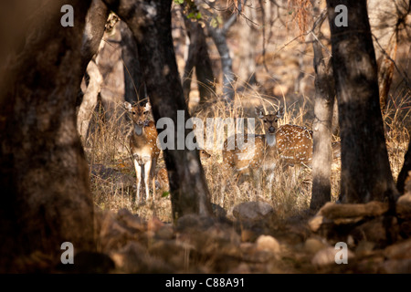 Avvistato cervi, asse asse, (Chital) e fawn in Ranthambhore National Park, Rajasthan, India settentrionale Foto Stock