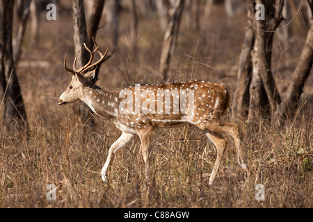 Avvistato cervi, asse asse, (Chital) in Ranthambhore National Park, Rajasthan, India settentrionale Foto Stock