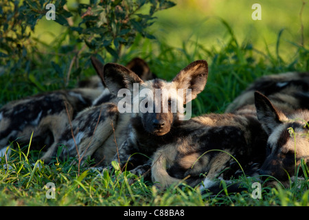 African cani selvatici (Lycaon pictus). Pack. Specie in via di estinzione. Hluhluwe Imfolozi Game Reserve. Kwazulu-Natal, Sud Africa. Novemb Foto Stock