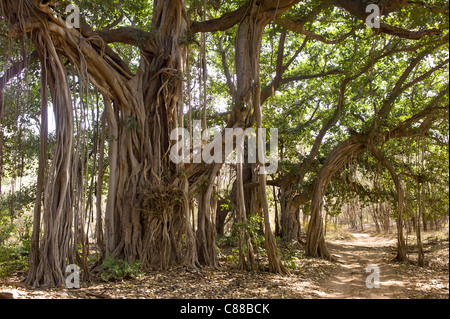 Antica 300-anno-vecchi alberi Banyan in Ranthambhore National Park, Rajasthan, India settentrionale Foto Stock