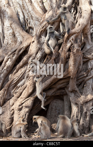 Indiano scimmie Langur, Presbytis entellus, in Banyan Tree in Ranthambhore National Park, Rajasthan, India settentrionale Foto Stock