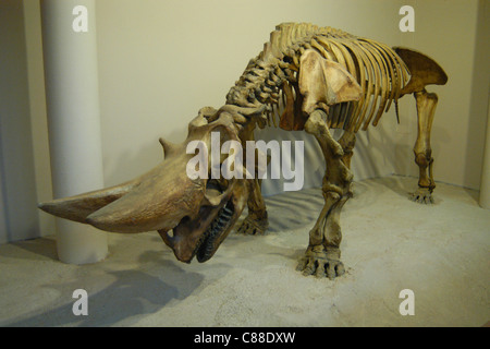 Lo scheletro di un estinto (arsinoitherium Arsinoitherium zitteli) visto presso il Museo di Storia Naturale di Londra, Inghilterra, Regno Unito. Foto Stock