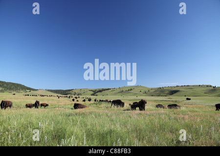 Allevamento di bufalo americano (Bison bison) su prairie nel Custer State Park, il Dakota del Sud Foto Stock