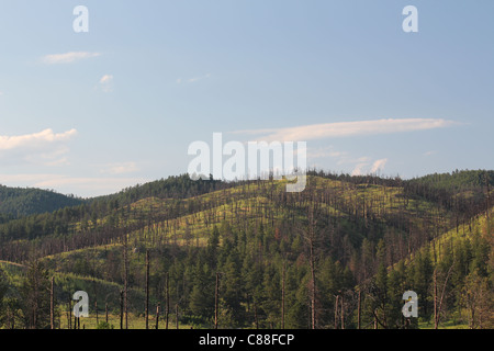 Forrest danni da incendio in Black Hills nel Custer State Park nel Sud Dakota Foto Stock