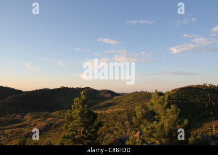 Black Hills nel Custer State Park nel Sud Dakota all'alba con abeti in primo piano Foto Stock